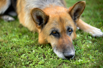 Немецкая овчарка лежит на зеленой траве в саду