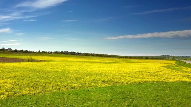 Aero view from drone in field of colza Brassica napus in sunny day