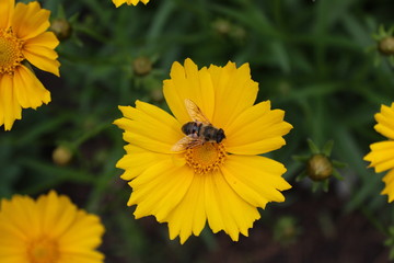 bee on a flower - 159649215