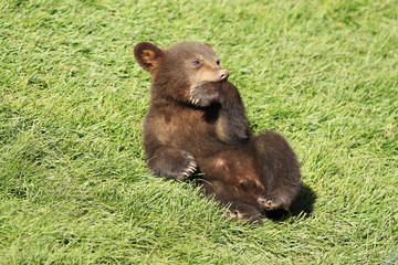 New baby brown bear cub
