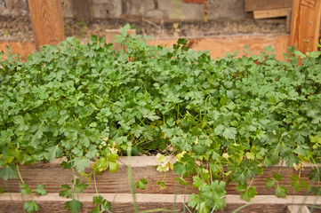 Parsley grows in a wooden boxes