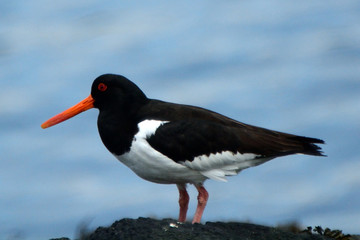 Eurasian oystercatcher, Inchcolm Island, Scotland