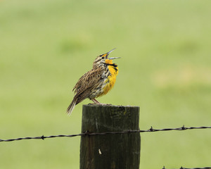 Meadowlark singing in the rain