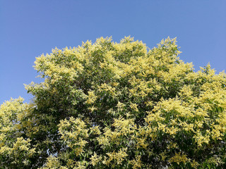 Obraz premium Will privet full sun at dawn