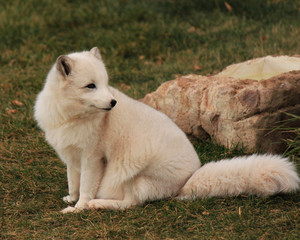 White Arctic fox
