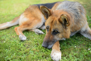 Немецкая овчарка лежит на зеленой траве в саду