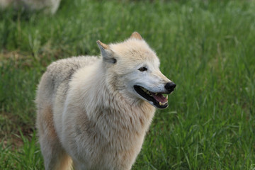 White wolf