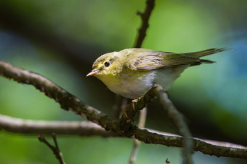 Pouillot siffleur - Wood Warbler (Phylloscopus sibilatrix)