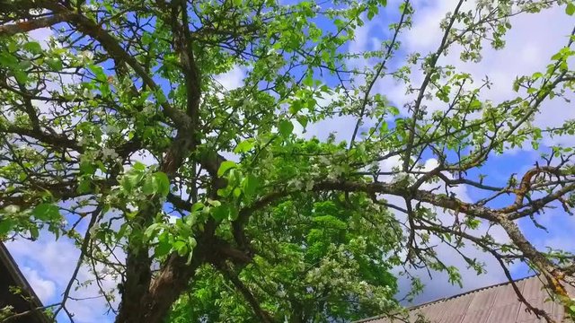 Spring trees in city park. Steadicam slow motion footage.