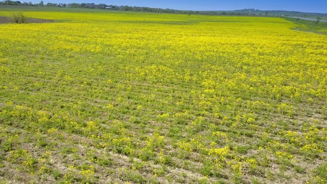 Aero view from drone in field of colza Brassica napus in sunny day