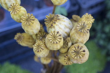 Poppy in a pot