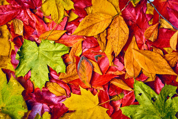 Autumn Leaves Background