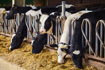 Cows on Farm. Many cows are feeding in farm