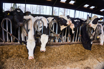 Cows on Farm. Many cows are feeding in farm