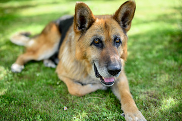 Немецкая овчарка лежит на зеленой траве в саду