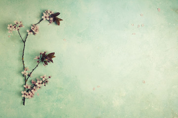 Cherry blossom flower
