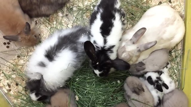 Rabbits eat