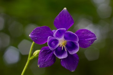 Violet lily flower.