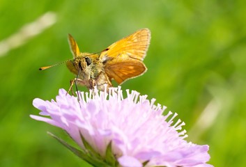 Butterfly on flower.