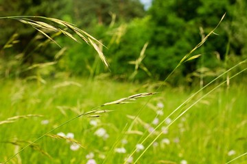 Abstract green grass for background.