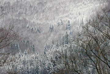 Coniferous forest on the slopes of the mountains, covered with frost and fog.