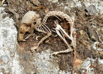 Decomposed mouse skeletal remains