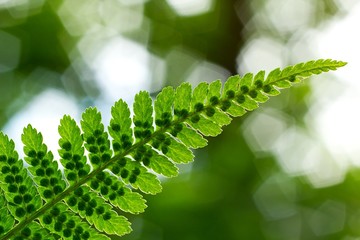 Green bracken for abstract background.