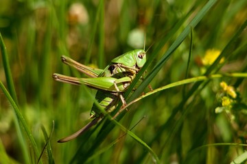 Grasshoper