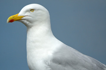 Black-backed gull, Inchcolm Island, Scotland