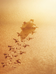 Baby leatherback sea turtle traveling towards the sunlight on the beach Trinidad and Tobago