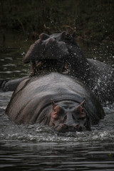 Fototapeta premium Flusspferd