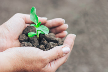 green plant with dry soil in woman hands