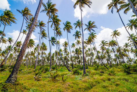 Coconut tree forest plantation field farm Mayaro Manzanilla Trinidad and Tobago