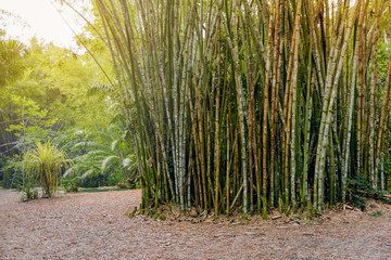 Naklejka premium Tropical bamboo forest in Trinidad and Tobago