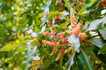 Mango tree flowering in bloom close up 
