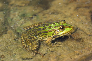 Frosch Nahaufnahme Teich