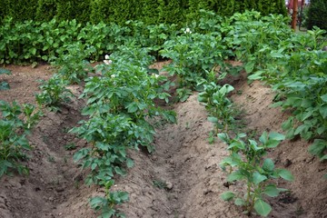 Vegetable garden. Green garden. sunny day at the garden. Green field 