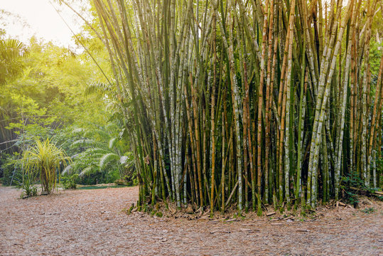 Fototapeta Tropical bamboo forest in Trinidad and Tobago