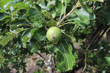 green apple - 159652420