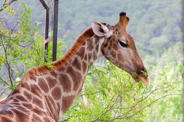 Giraffe eating green leaves from tree