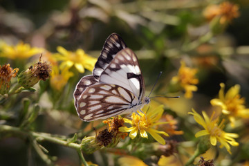 mariposa con su flor