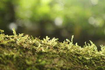 muzgo natural