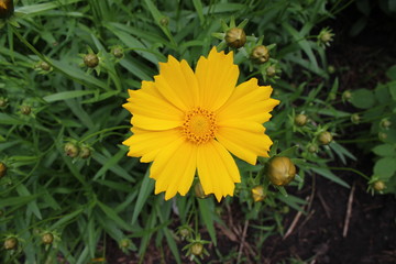 yellow flower - 159652668