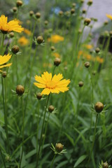 yellow flower - 159652670