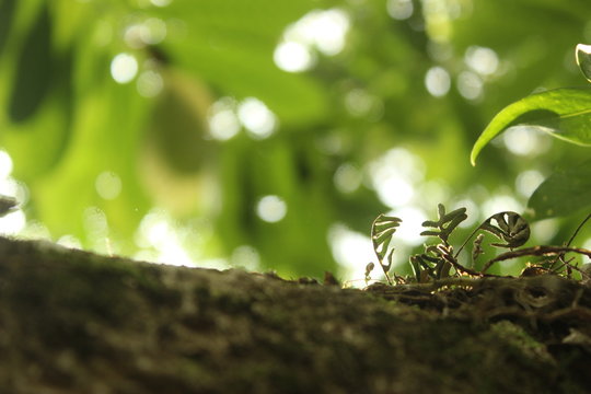 arbol macro muzgo