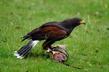Wüstenbussard (Parabuteo unicinctus) 