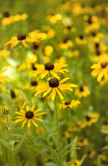 Field of Black Eyed Susan Flowers
