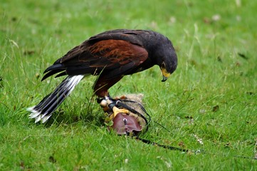 Wüstenbussard (Parabuteo unicinctus) 