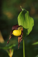 Frauenschuh an der Wertach