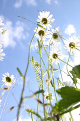 margeriten von unten